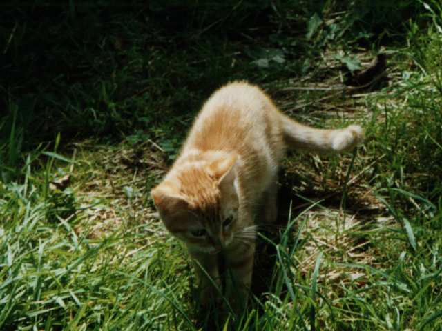 c'est bizarre tout ces trucs dans l'herbe !