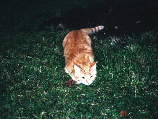 A la chasse