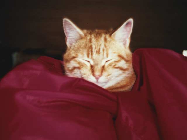 Elle dort