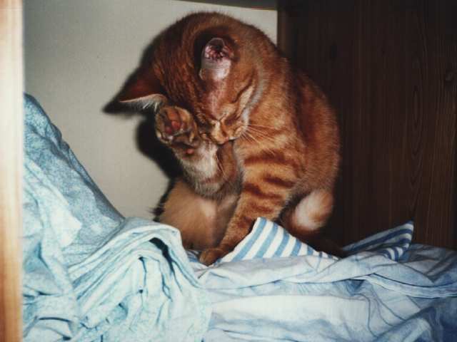 Un brin de toilette