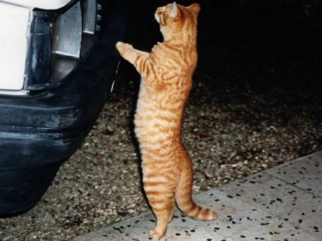 Tiens un chat !