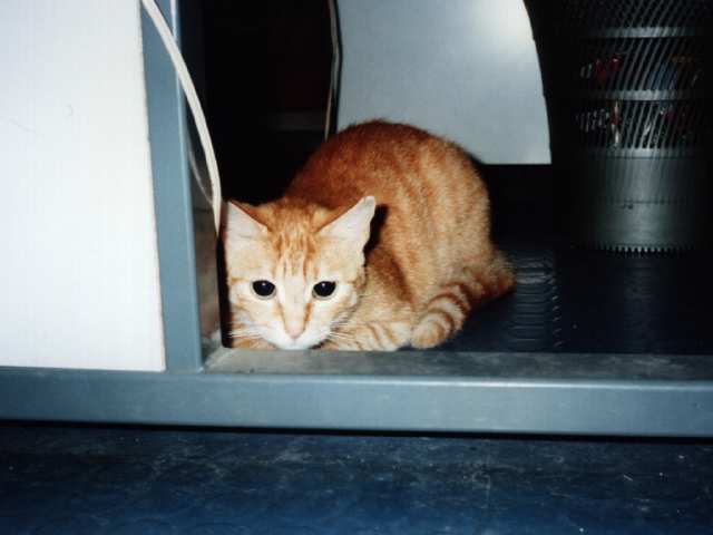 Cachée