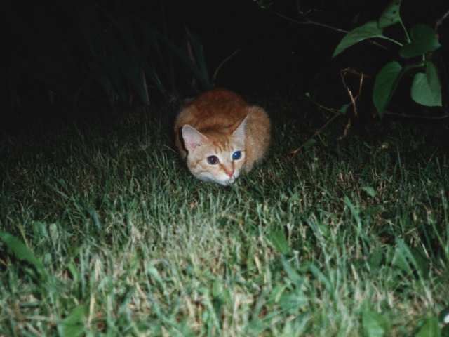 la nuit tous les chats ne son t pas gris !