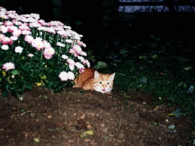 Quelle  belle fleur !