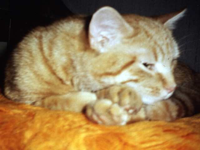 Dodo !