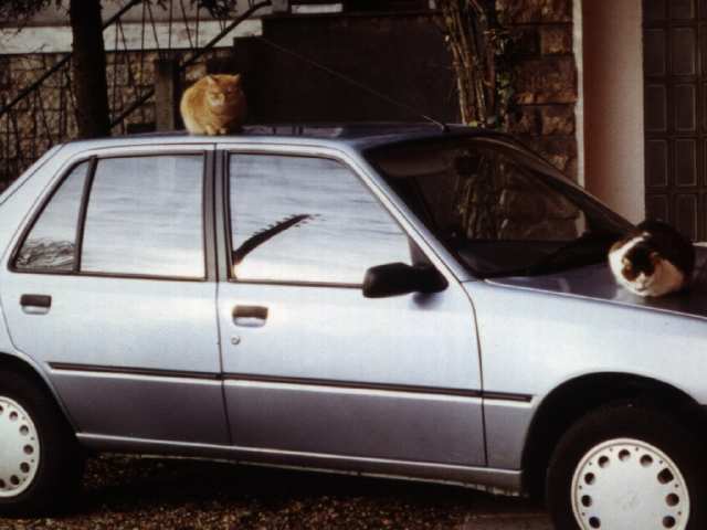 La 205:  un squatte à chats !